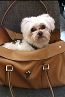 The Dog Whisperer Season 1 Episode 12 - Simkl